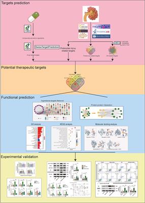 Niaoduqing alleviates podocyte injury in high glucose model via regulating multiple targets and AGE/RAGE pathway: Network pharmacology and experimental validation